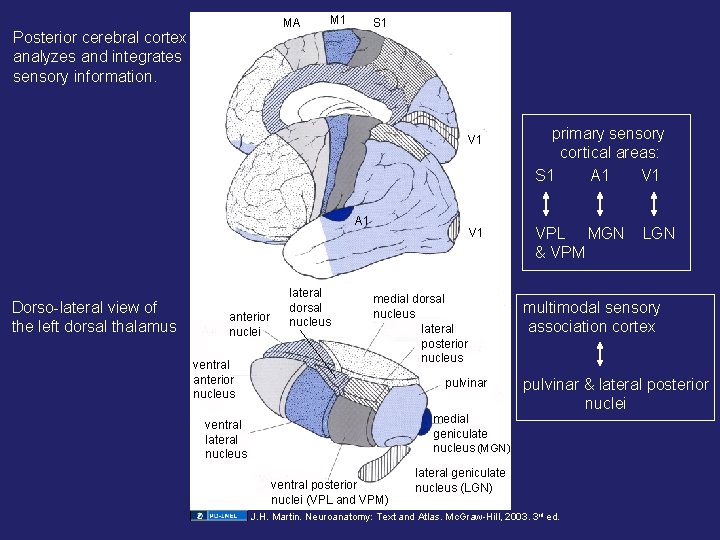 MA Posterior cerebral cortex analyzes and integrates sensory information. M 1 S 1 V