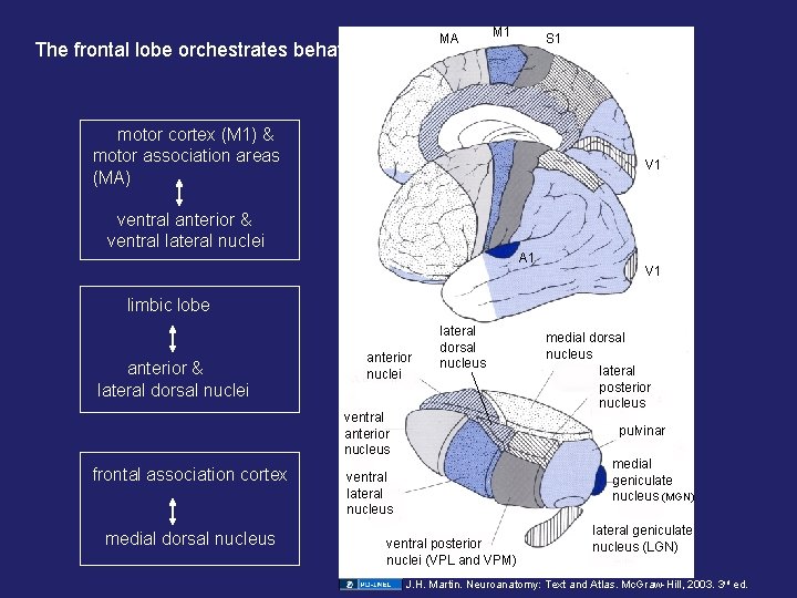 MA The frontal lobe orchestrates behavior M 1 S 1 motor cortex (M 1) MA The frontal lobe orchestrates behavior M 1 S 1 motor cortex (M 1)