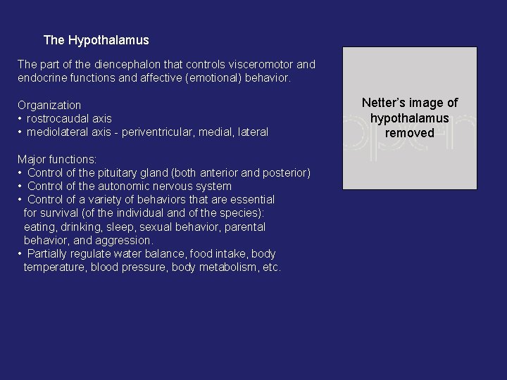 The Hypothalamus The part of the diencephalon that controls visceromotor and endocrine functions and