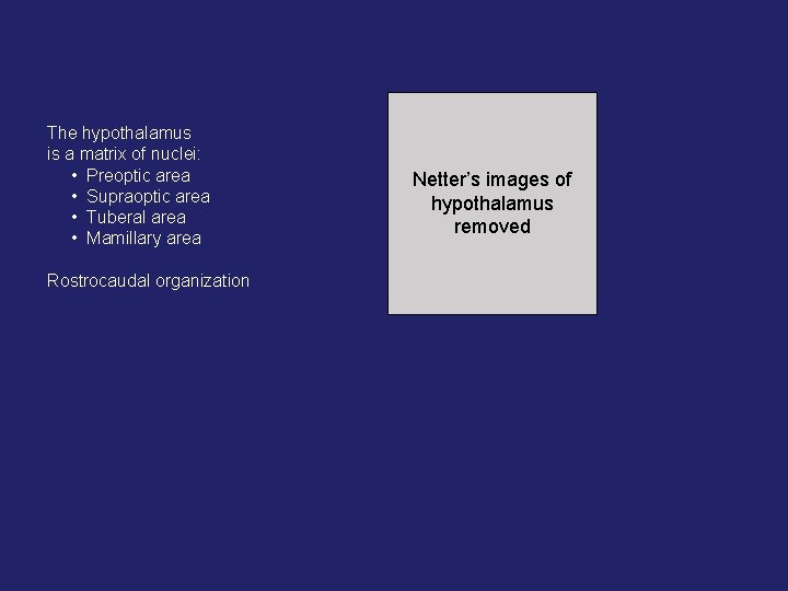 The hypothalamus is a matrix of nuclei: • Preoptic area • Supraoptic area • The hypothalamus is a matrix of nuclei: • Preoptic area • Supraoptic area •