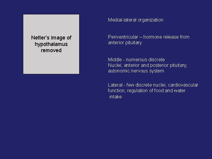 Medial-lateral organization Netter’s image of hypothalamus removed Periventricular – hormone release from anterior pituitary