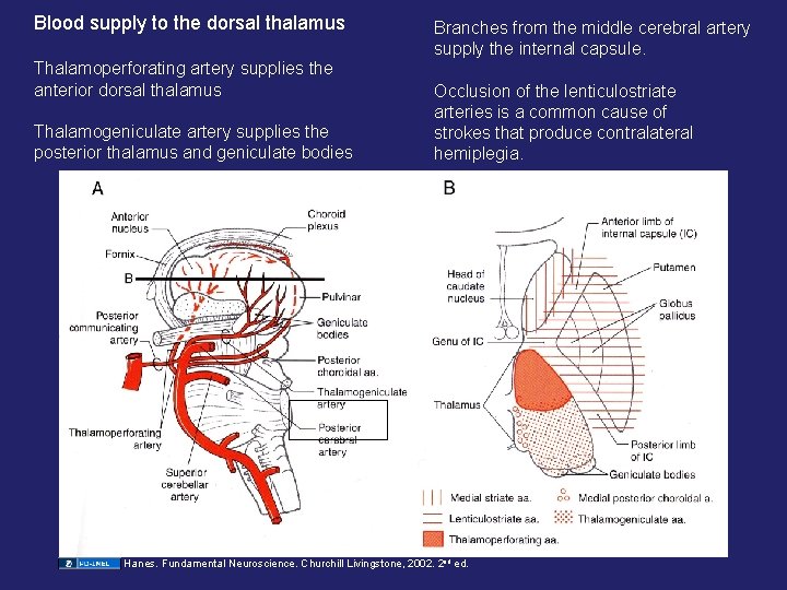 Blood supply to the dorsal thalamus Thalamoperforating artery supplies the anterior dorsal thalamus Thalamogeniculate