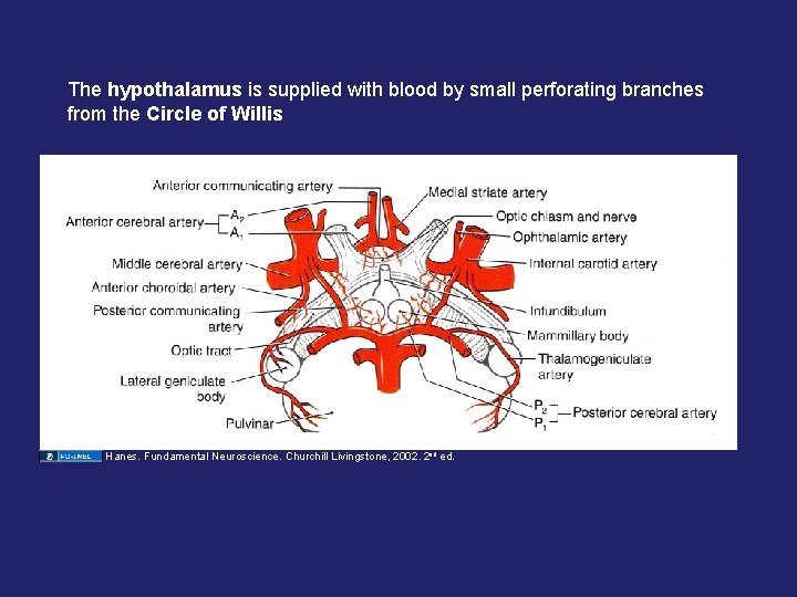The hypothalamus is supplied with blood by small perforating branches from the Circle of