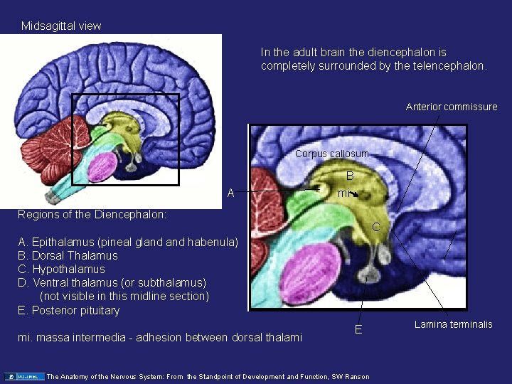 Midsagittal view In the adult brain the diencephalon is completely surrounded by the telencephalon.