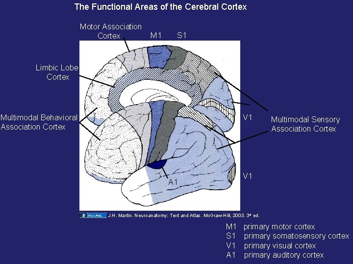 The Functional Areas of the Cerebral Cortex Motor Association Cortex M 1 S 1