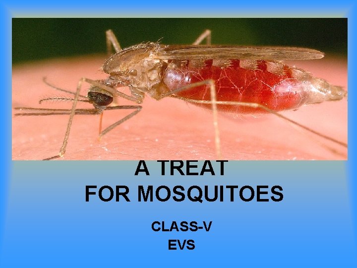 A TREAT FOR MOSQUITOES CLASS-V EVS 
