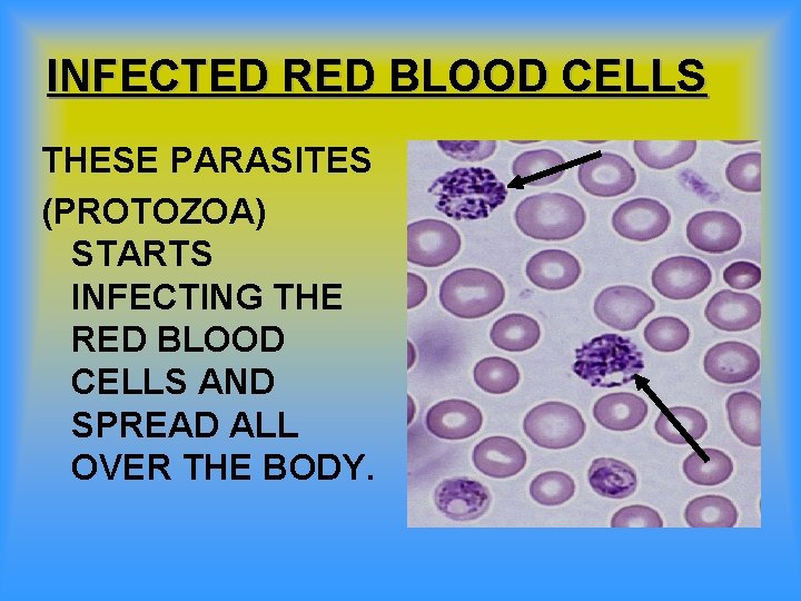 INFECTED RED BLOOD CELLS THESE PARASITES (PROTOZOA) STARTS INFECTING THE RED BLOOD CELLS AND