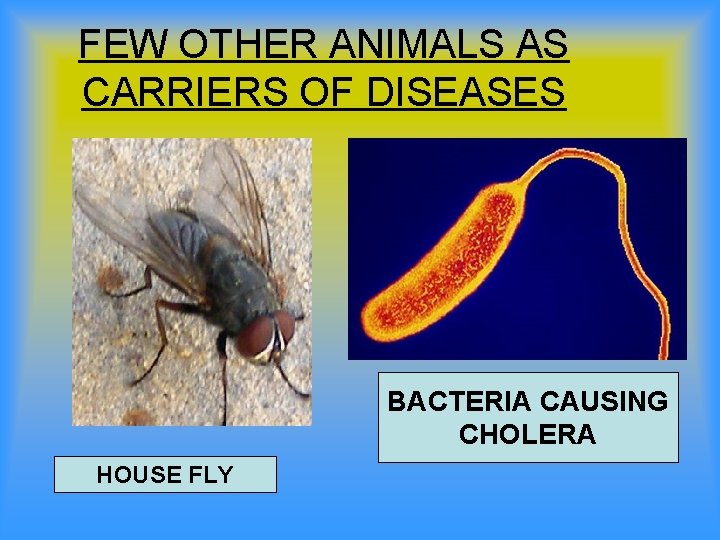 FEW OTHER ANIMALS AS CARRIERS OF DISEASES BACTERIA CAUSING CHOLERA HOUSE FLY 