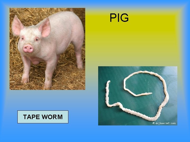 PIG TAPE WORM 