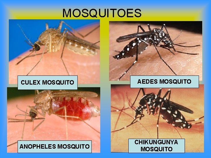 MOSQUITOES CULEX MOSQUITO ANOPHELES MOSQUITO AEDES MOSQUITO CHIKUNGUNYA MOSQUITO 