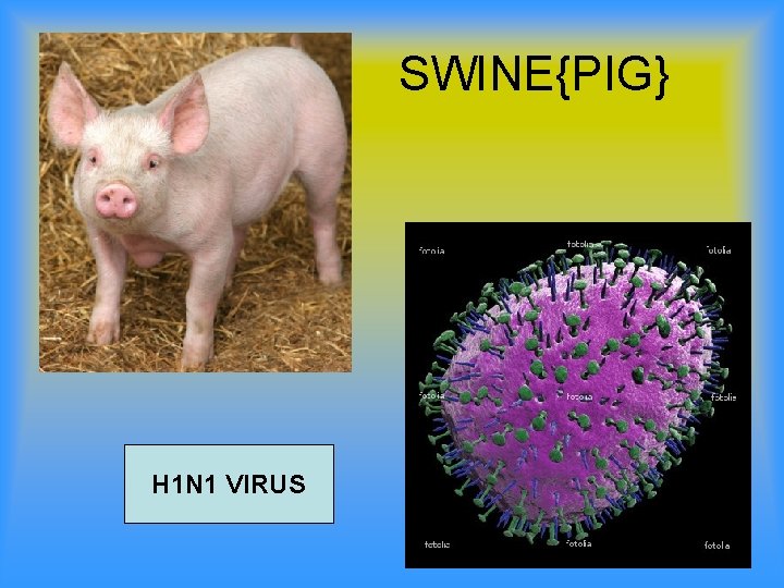 SWINE{PIG} H 1 N 1 VIRUS 