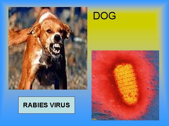 DOG RABIES VIRUS 