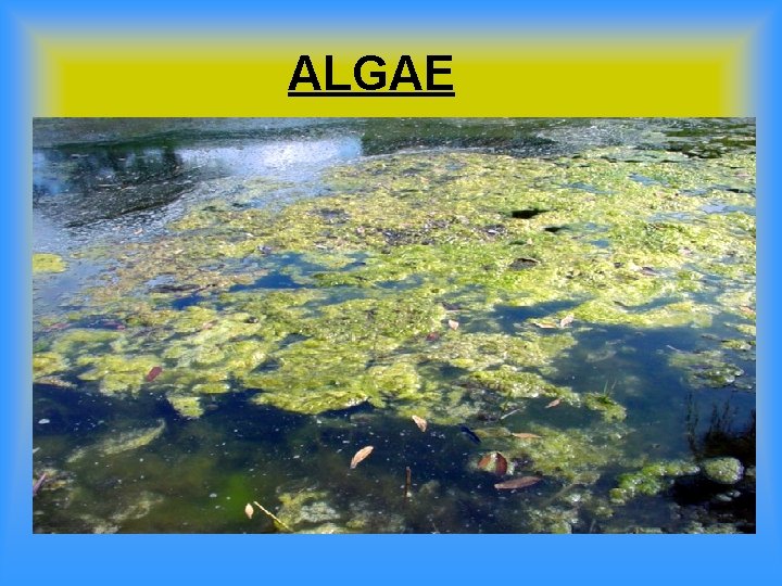 ALGAE 