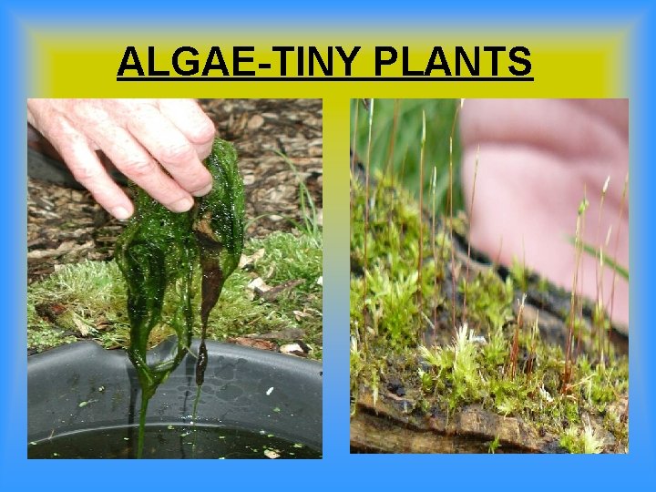 ALGAE-TINY PLANTS 