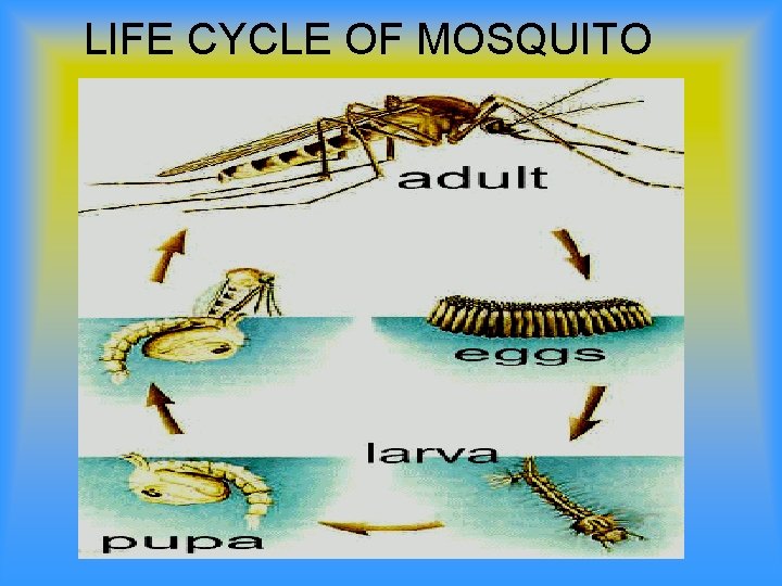 LIFE CYCLE OF MOSQUITO 