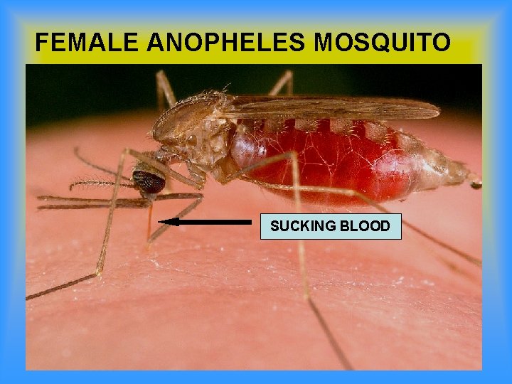 FEMALE ANOPHELES MOSQUITO SUCKING BLOOD 