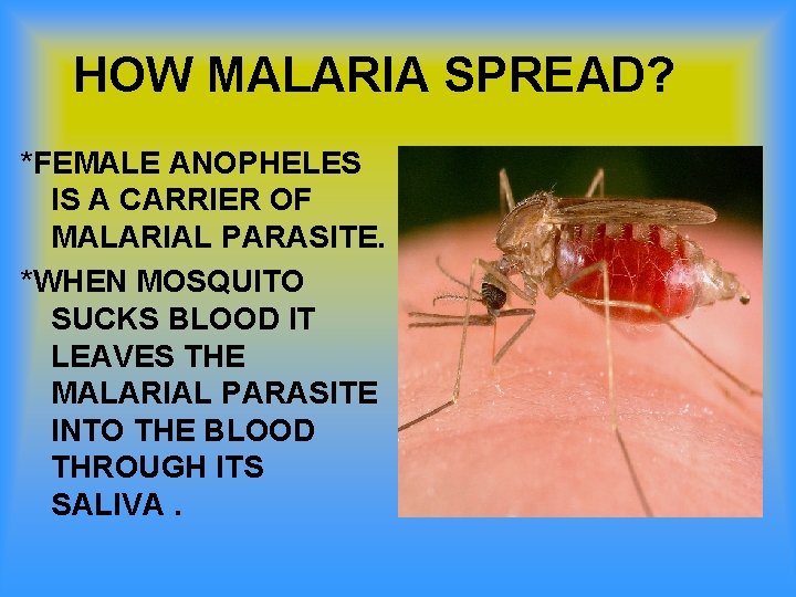 HOW MALARIA SPREAD? *FEMALE ANOPHELES IS A CARRIER OF MALARIAL PARASITE. *WHEN MOSQUITO SUCKS
