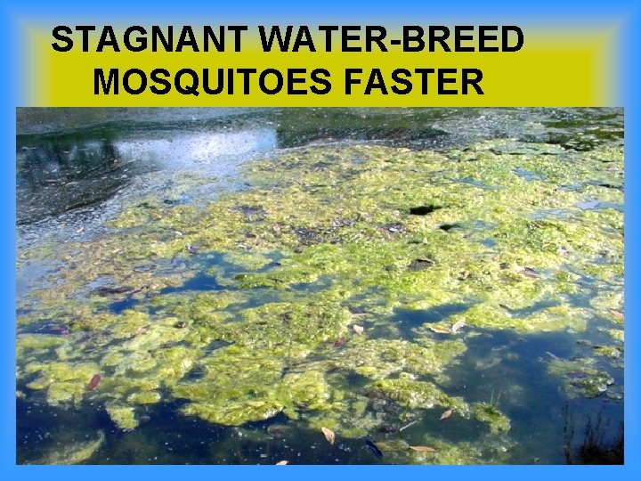 STAGNANT WATER-BREED MOSQUITOES FASTER 