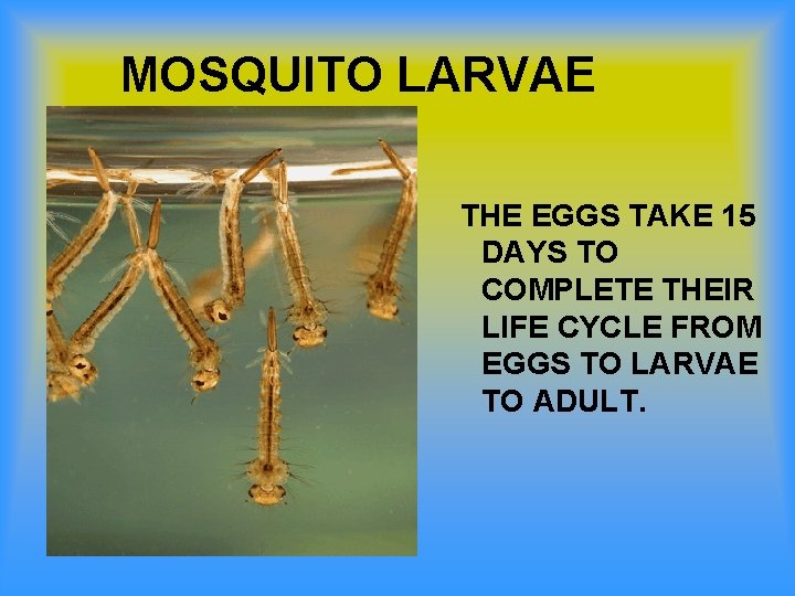 MOSQUITO LARVAE THE EGGS TAKE 15 DAYS TO COMPLETE THEIR LIFE CYCLE FROM EGGS