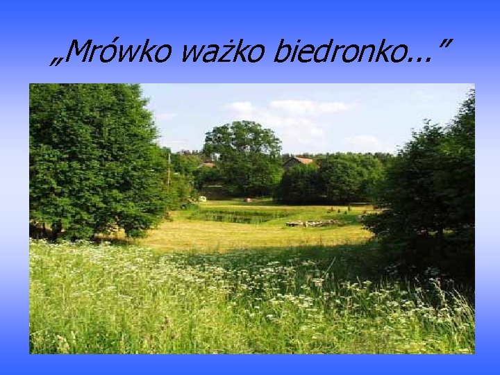 „Mrówko ważko biedronko. . . ” 