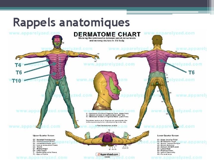 Rappels anatomiques T 4 T 6 T 10 T 6 