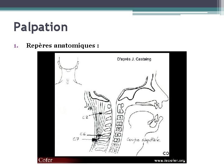 Palpation 1. Repères anatomiques : 