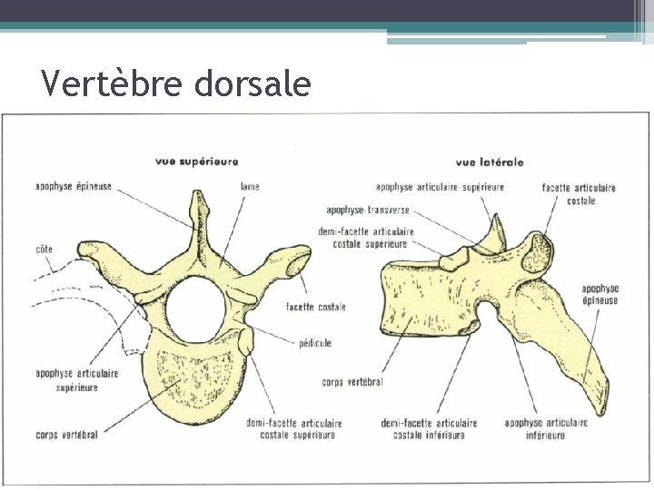 Vertèbre dorsale 