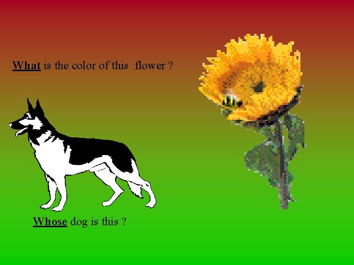 What is the color of this flower ? Whose dog is this ? 