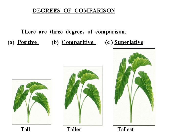 DEGREES OF COMPARISON There are three degrees of comparison. (a) Positive Tall (b) Comparitive