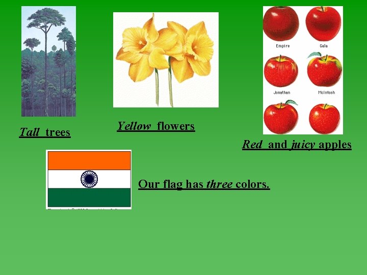 Tall trees Yellow flowers Red and juicy apples Our flag has three colors. 