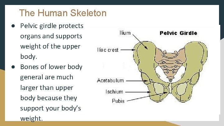 The Human Skeleton ● Pelvic girdle protects organs and supports weight of the upper