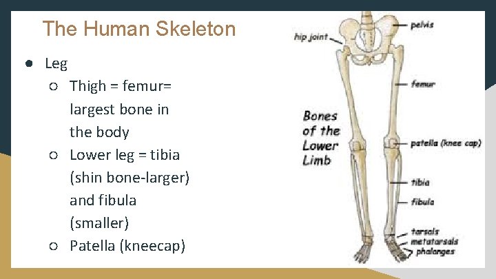 The Human Skeleton ● Leg ○ Thigh = femur= largest bone in the body