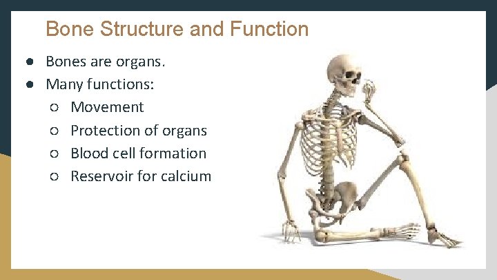 Bone Structure and Function ● Bones are organs. ● Many functions: ○ Movement ○