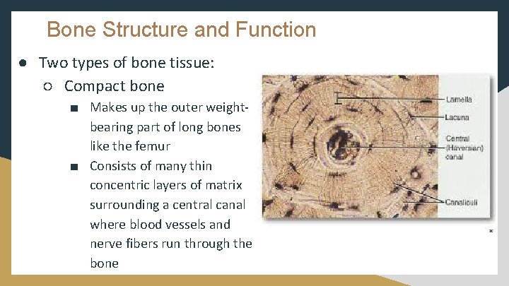 Bone Structure and Function ● Two types of bone tissue: ○ Compact bone ■