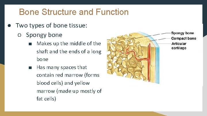 Bone Structure and Function ● Two types of bone tissue: ○ Spongy bone ■