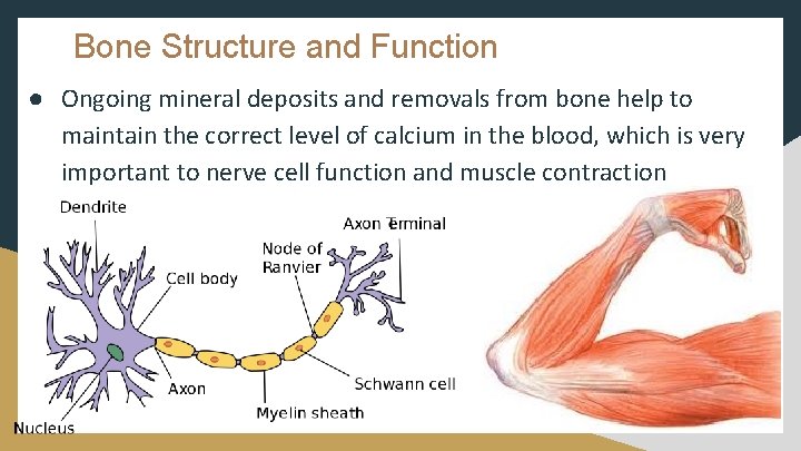 Bone Structure and Function ● Ongoing mineral deposits and removals from bone help to