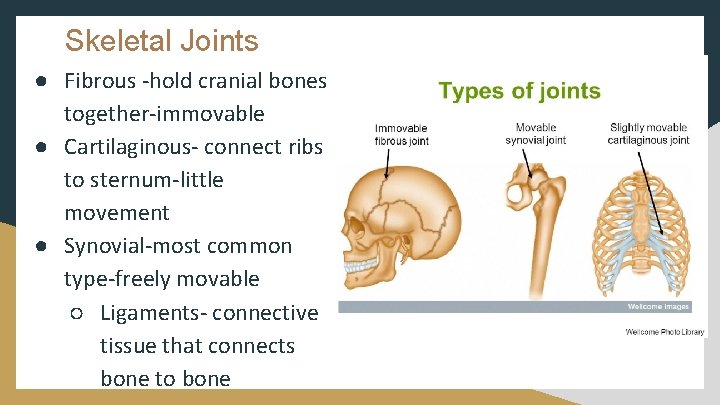 Skeletal Joints ● Fibrous -hold cranial bones together-immovable ● Cartilaginous- connect ribs to sternum-little