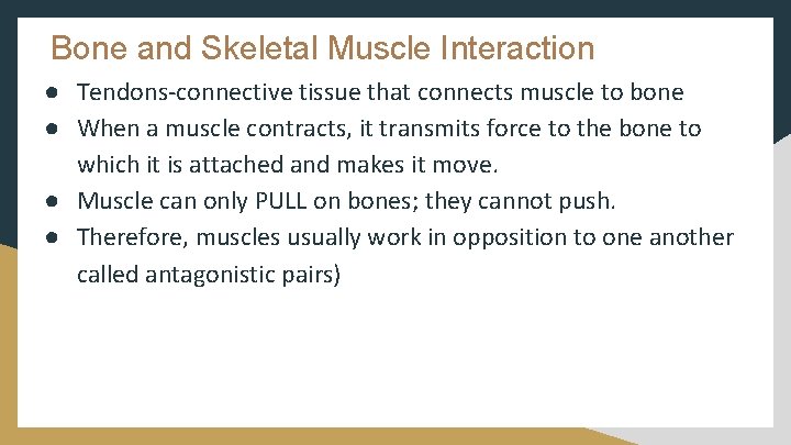 Bone and Skeletal Muscle Interaction ● Tendons-connective tissue that connects muscle to bone ●