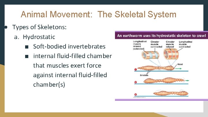Animal Movement: The Skeletal System ● Types of Skeletons: a. Hydrostatic ■ Soft-bodied invertebrates