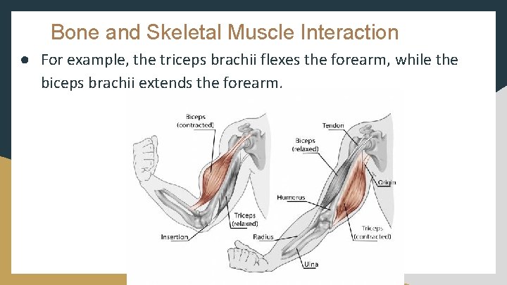 Bone and Skeletal Muscle Interaction ● For example, the triceps brachii flexes the forearm,