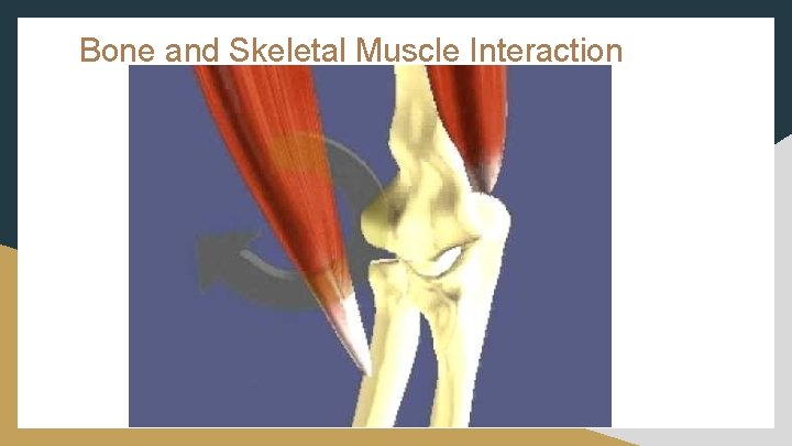 Bone and Skeletal Muscle Interaction 