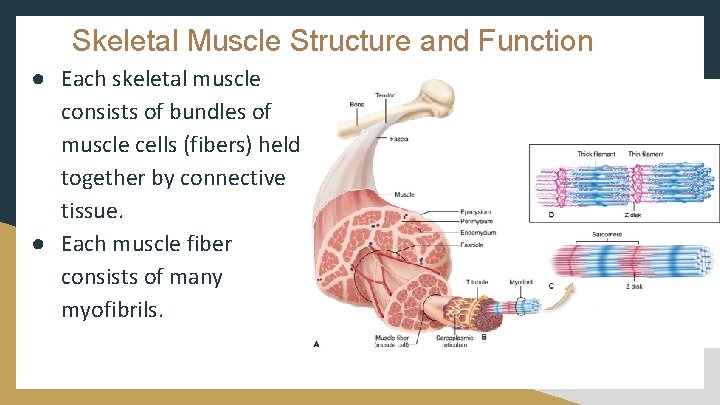 Skeletal Muscle Structure and Function ● Each skeletal muscle consists of bundles of muscle