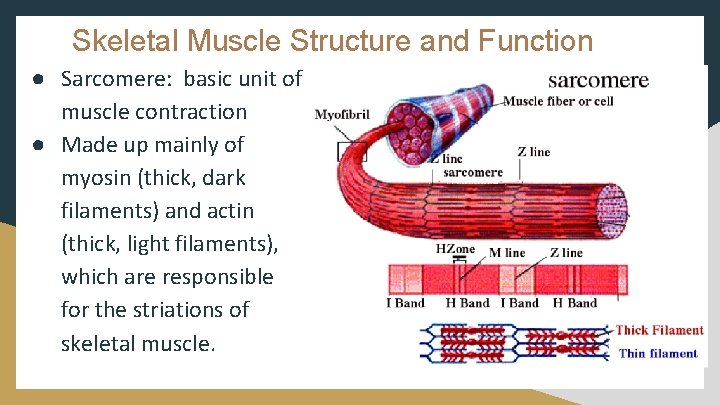 Skeletal Muscle Structure and Function ● Sarcomere: basic unit of muscle contraction ● Made