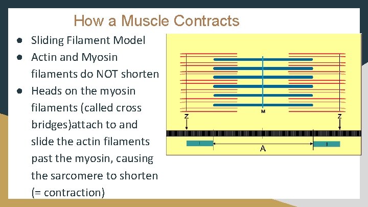 How a Muscle Contracts ● Sliding Filament Model ● Actin and Myosin filaments do