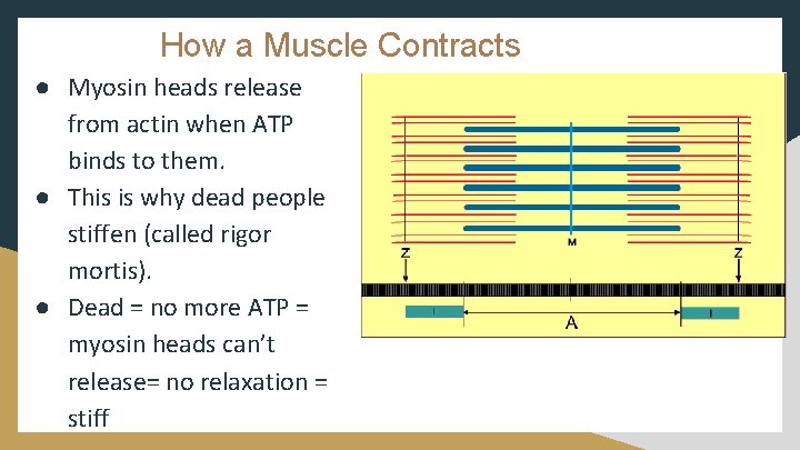 How a Muscle Contracts ● Myosin heads release from actin when ATP binds to