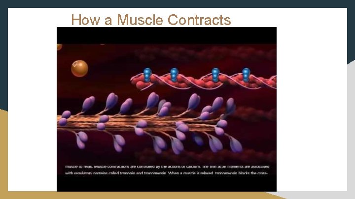 How a Muscle Contracts 