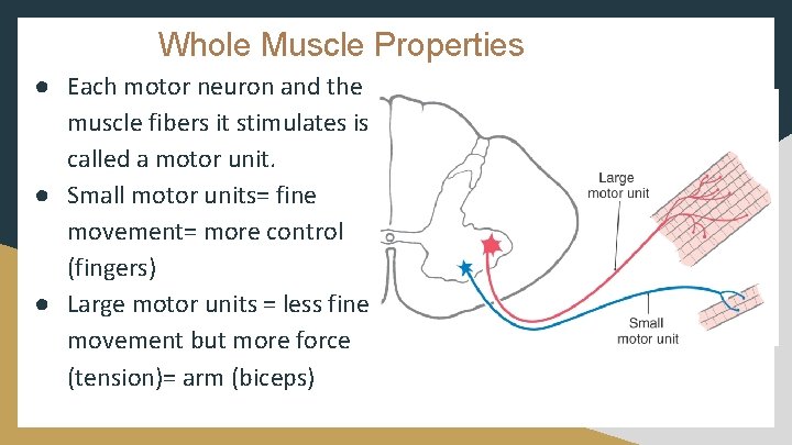 Whole Muscle Properties ● Each motor neuron and the muscle fibers it stimulates is