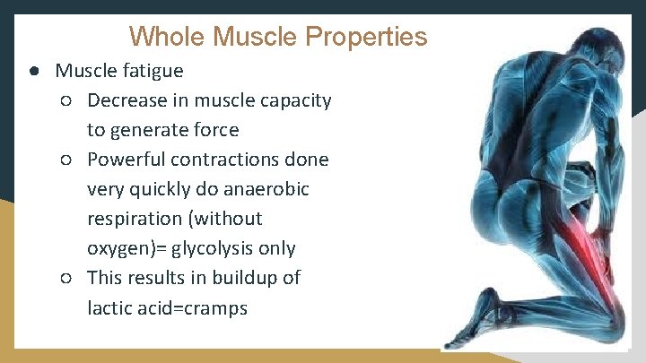 Whole Muscle Properties ● Muscle fatigue ○ Decrease in muscle capacity to generate force