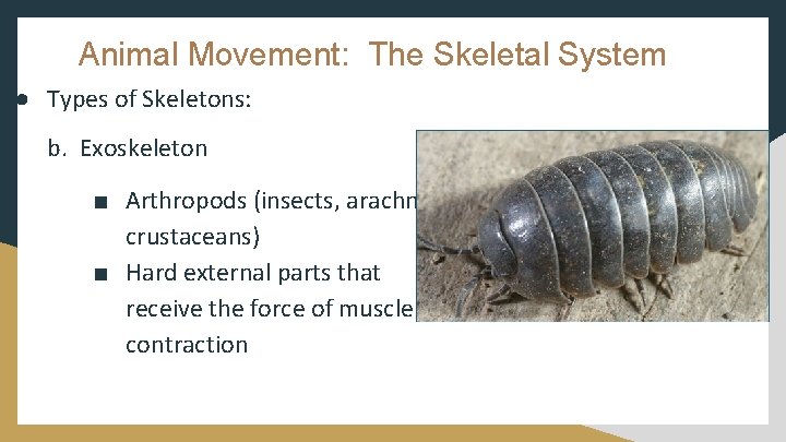 Animal Movement: The Skeletal System ● Types of Skeletons: b. Exoskeleton ■ Arthropods (insects,
