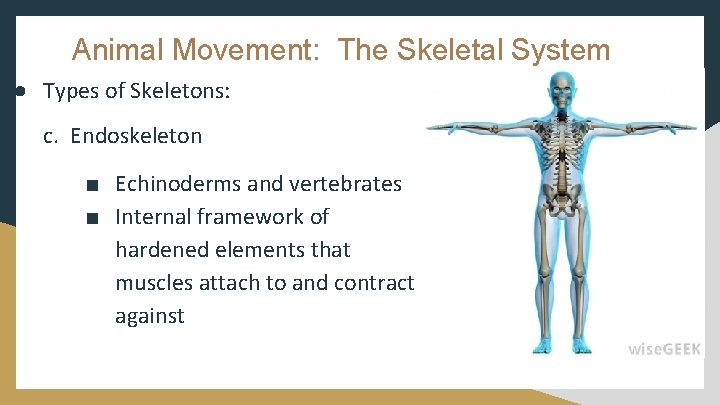 Animal Movement: The Skeletal System ● Types of Skeletons: c. Endoskeleton ■ Echinoderms and